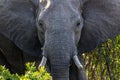 African elephant in Kenia, Elefante Africano, safari, Africa, wild animal, wild life, wild nature, Royalty Free Stock Photo