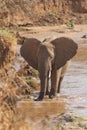 African elephant on Kenyan riverbank Royalty Free Stock Photo