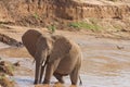 African elephant on Kenyan riverbank Royalty Free Stock Photo