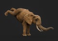 African elephant is kicking up in a dark grey background close up side view Royalty Free Stock Photo