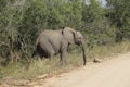 African Elephant Kruger National Park Royalty Free Stock Photo