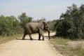 African Elephant Kruger National Park Royalty Free Stock Photo