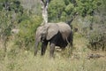 African Elephant Kruger National Park Royalty Free Stock Photo