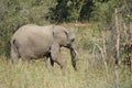 African Elephant Kruger National Park Royalty Free Stock Photo