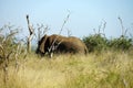 African Elephant Kruger National Park Royalty Free Stock Photo