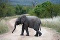 African Elephant Kruger National Park alone in the wilderness Royalty Free Stock Photo