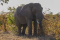 African Elephant - Kruger National Park