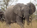 African Elephant Kruger National Park South Africa Royalty Free Stock Photo