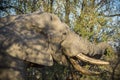 African elephant in Kruger National Park, South Africa Royalty Free Stock Photo