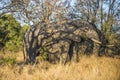 African elephant in Kruger National Park, South Africa Royalty Free Stock Photo