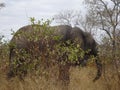 African Elephant Kruger National Park South Africa Royalty Free Stock Photo