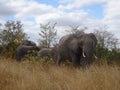 African Elephant Kruger National Park South Africa Royalty Free Stock Photo