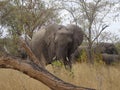 African Elephant Kruger National Park South Africa Royalty Free Stock Photo