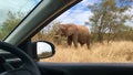 African Elephant Kruger National Park South Africa Royalty Free Stock Photo