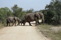 African Elephant Kruger National Park Royalty Free Stock Photo