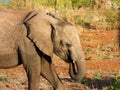 African elephant. Kruger Park