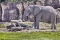 African Elephant Royalty Free Stock Photo