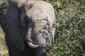 African elephant with large ivory tusks in the African savannah in South Africa, these herbivorous mammals are the biggest on Royalty Free Stock Photo