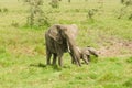 African Elephant with large tusks Royalty Free Stock Photo