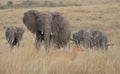 African elephant leading herd through the grass and looking at an impala passing by in the wild masai mara kenya