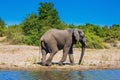 African elephant -  loner on a watering Royalty Free Stock Photo