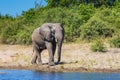 African elephant -  loner Royalty Free Stock Photo