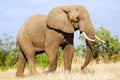 African Elephant (Loxodonta africana)