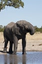 African Elephant (Loxodonta africana) Royalty Free Stock Photo