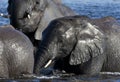 African Elephant (Loxodonta africana)