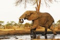 African Elephant, loxodonta africana, Adult drinking water at Waterhole, Near Chobe River, Botswana Royalty Free Stock Photo