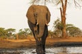 African Elephant, loxodonta africana, Adult drinking water at Waterhole, Near Chobe River, Botswana Royalty Free Stock Photo