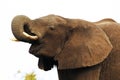 African Elephant, loxodonta africana, Adult drinking water at Waterhole, Near Chobe River, Botswana Royalty Free Stock Photo