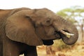 African Elephant, loxodonta africana, Adult drinking water at Waterhole, Near Chobe River, Botswana Royalty Free Stock Photo