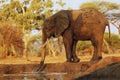African Elephant, loxodonta africana, Adult drinking water at Waterhole, Near Chobe River, Botswana Royalty Free Stock Photo