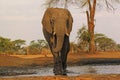 African Elephant, loxodonta africana, Adult drinking water at Waterhole, Near Chobe River, Botswana Royalty Free Stock Photo