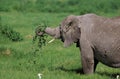 African Elephant, loxodonta africana, Adult Eating Grass, Kenya Royalty Free Stock Photo