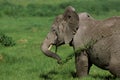 African Elephant, loxodonta africana, Adult Eating Long Grass, Kenya Royalty Free Stock Photo