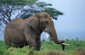 ELEPHANT D`AFRIQUE loxodonta africana