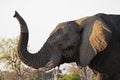 African Elephant, loxodonta africana, Adult smelling, Moremi Reserve, Okavango Delta in Botswana Royalty Free Stock Photo