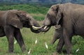 ELEPHANT D`AFRIQUE loxodonta africana