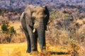 African elephant Loxodonta africana Royalty Free Stock Photo