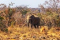 African elephant Loxodonta africana Royalty Free Stock Photo