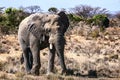 African elephant Loxodonta africana Royalty Free Stock Photo