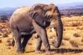 African elephant Loxodonta africana Royalty Free Stock Photo