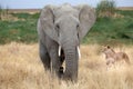 African elephant (Loxodonta africana) and african lioness (Panth Royalty Free Stock Photo