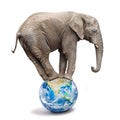 African elephant - Loxodonta africana balancing on a blue planet or globe. Royalty Free Stock Photo