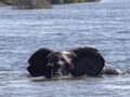African elephant, Loxodonta africana, bathing in the Chobe River, Botswana Royalty Free Stock Photo