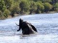 African elephant, Loxodonta africana, bathing in the Chobe River, Botswana Royalty Free Stock Photo