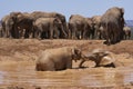 African elephant bathing in Addo Elephant Park Royalty Free Stock Photo