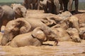 African elephant bathing in Addo Elephant Park Royalty Free Stock Photo